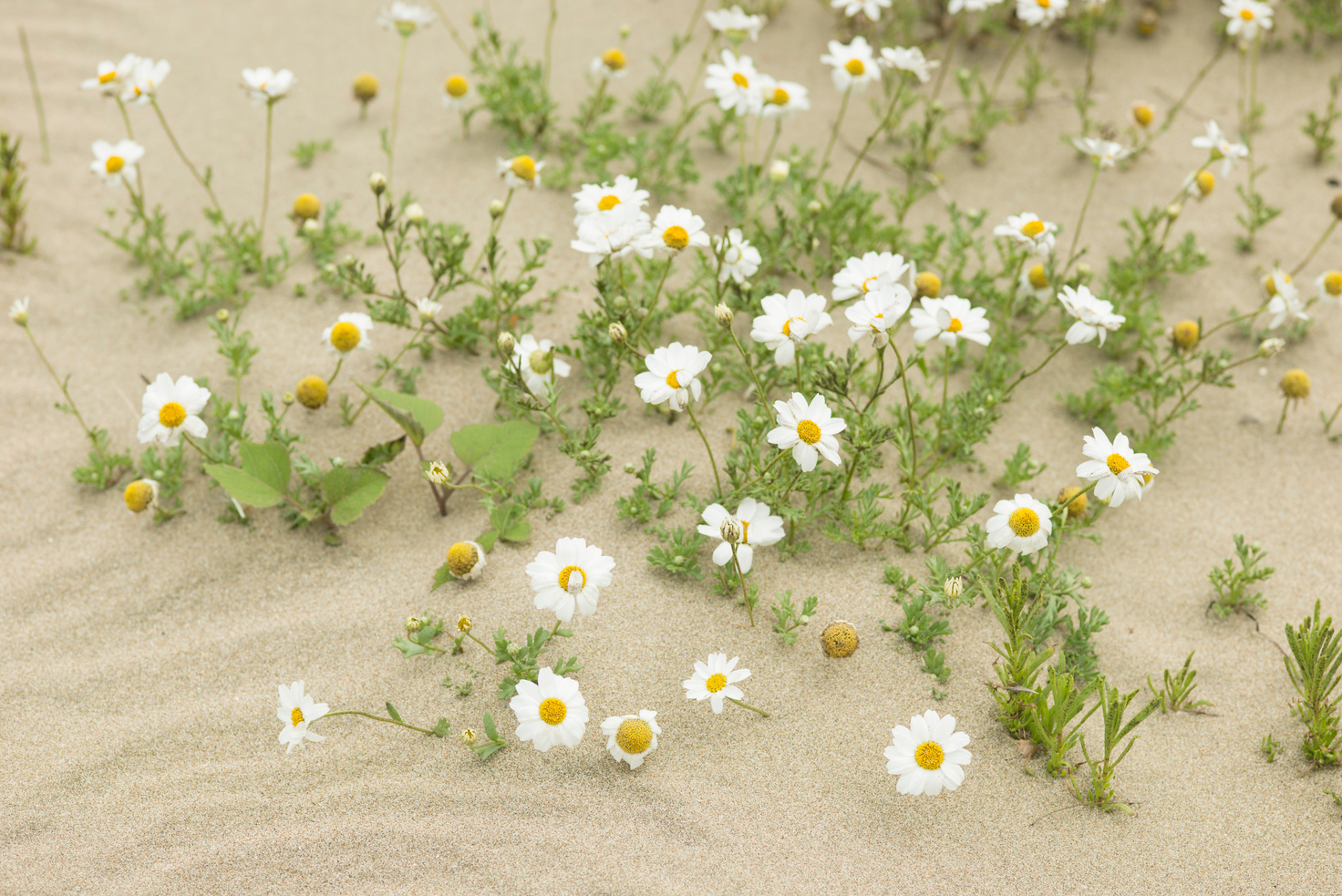 Daisy flowers blooming on a sand desert
